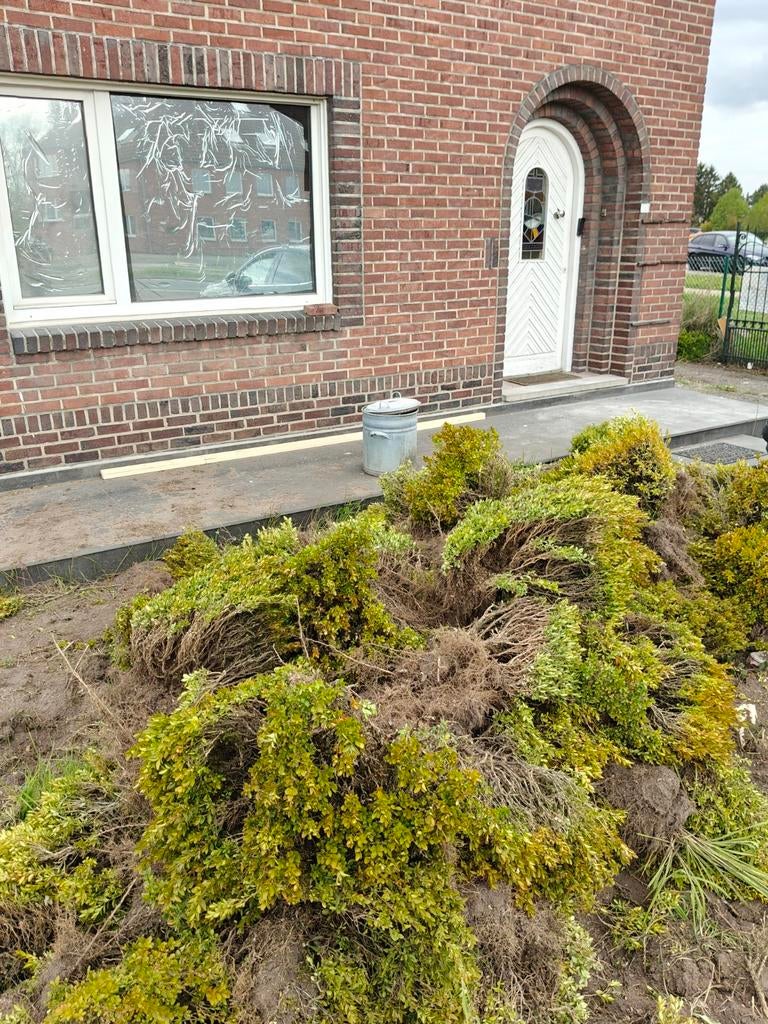 Gratis buxus, Ophalen, Buxus