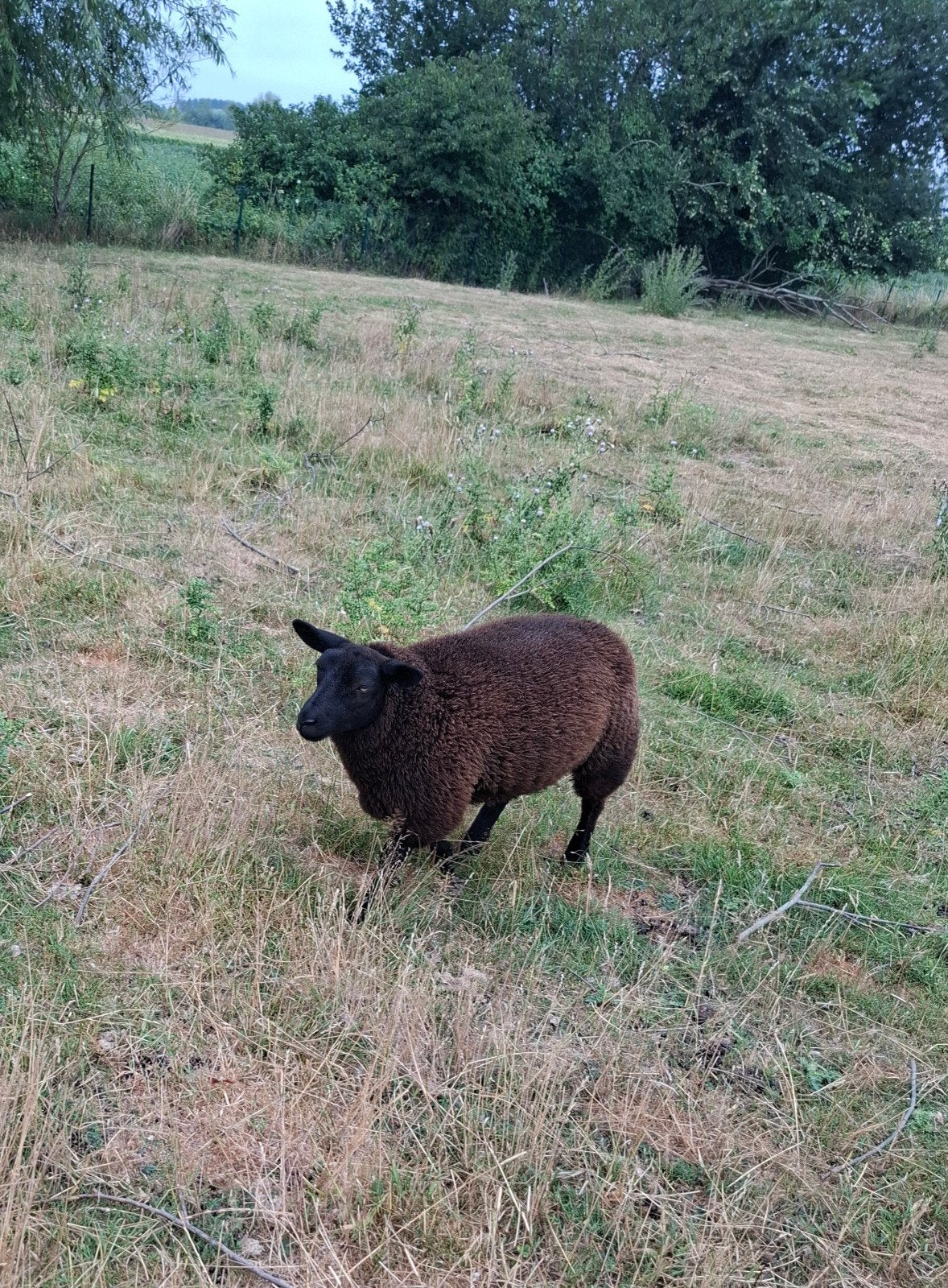 Ooi, Dieren en Toebehoren, Schapen, Geiten en Varkens