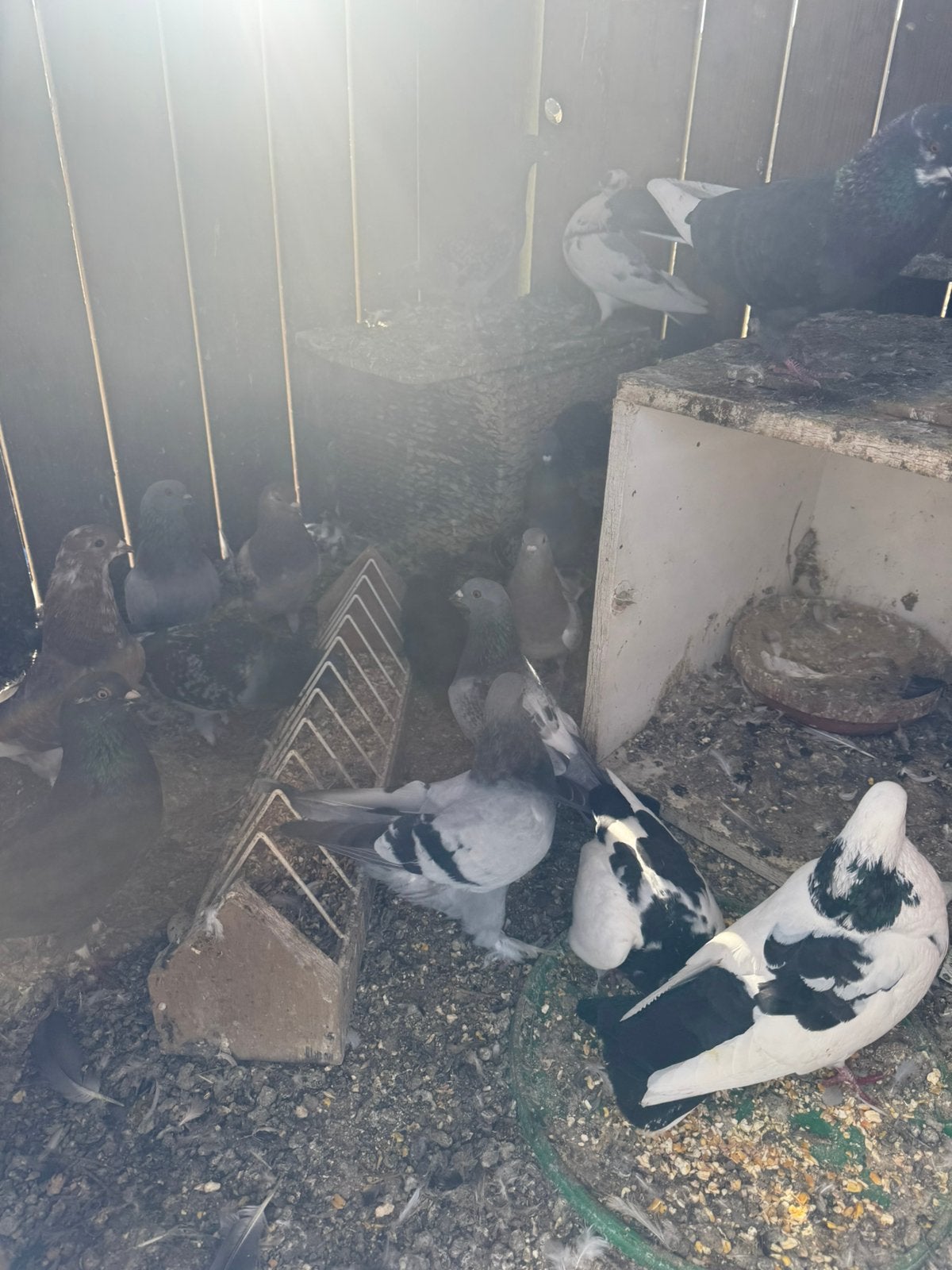 Duiven, Dieren en Toebehoren