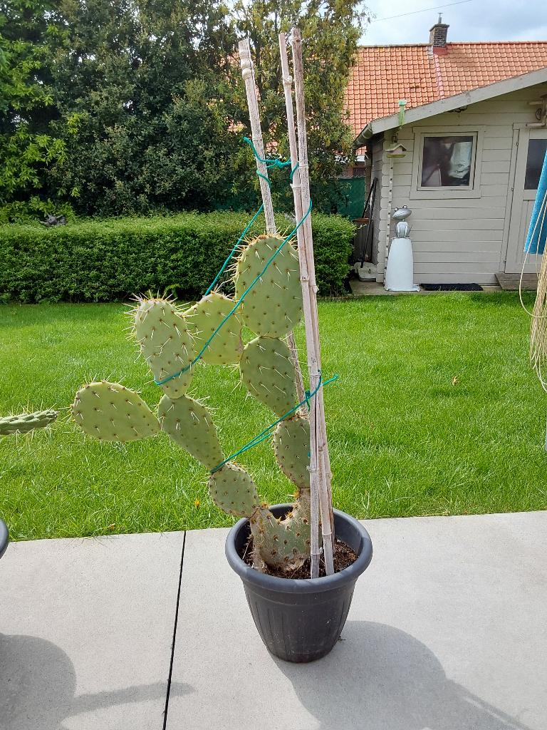 Grote cactussen, Ophalen, Volle zon, 100 tot 150 cm