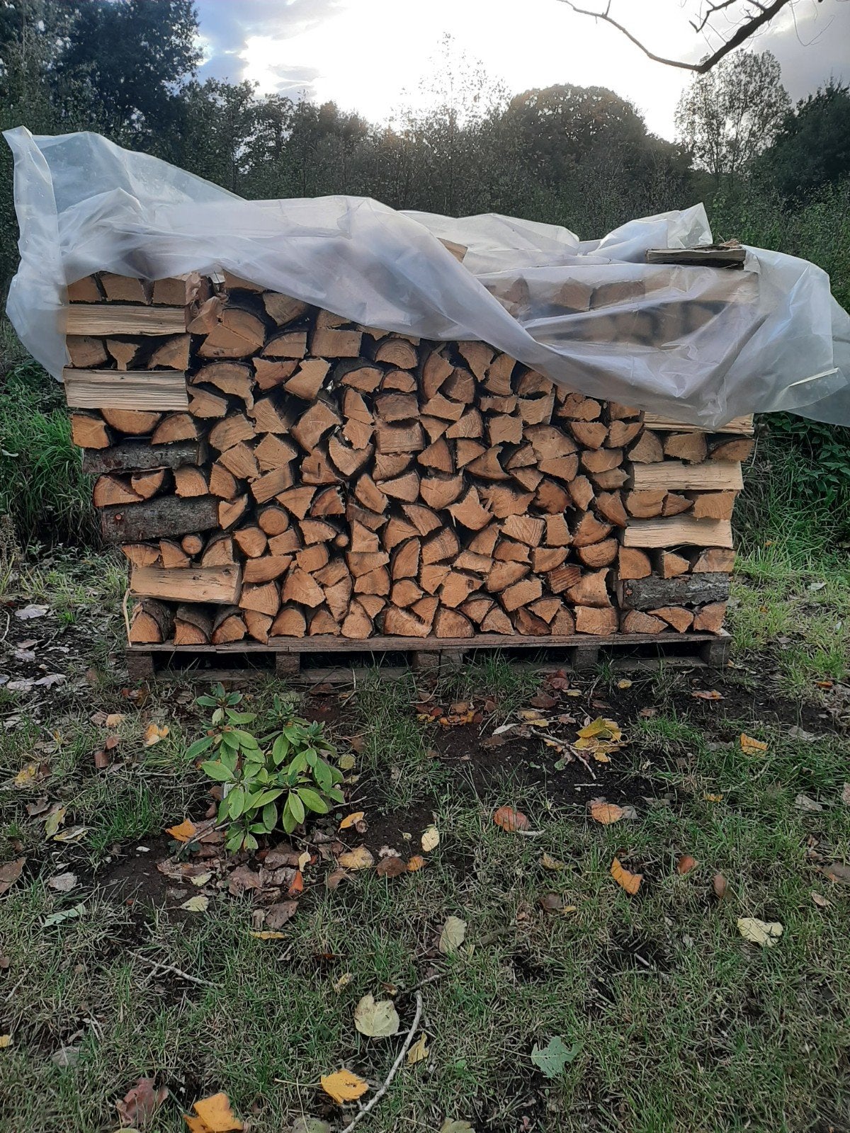 droog brandhout van dennebomen, Ophalen