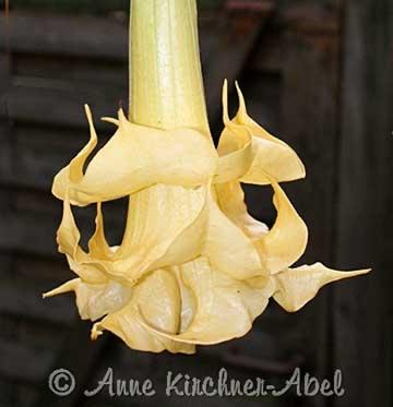 Angels Diamond Brugmansia planten (Triplebloemig), Autres espèces, Plein soleil, Été, Enlèvement