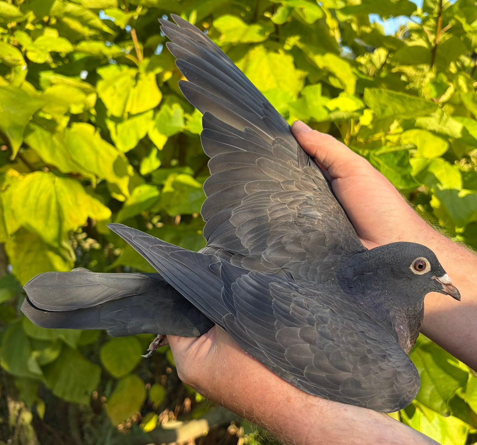 3 jonge zwarte postduiven, Dieren en Toebehoren, Vogels | Duiven, Meerdere dieren, Postduif