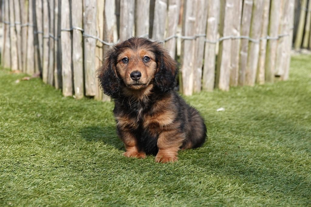 Langharige dwergteckel pups met stamboom, Parvo, België, 15 weken tot 1 jaar, Dwerg