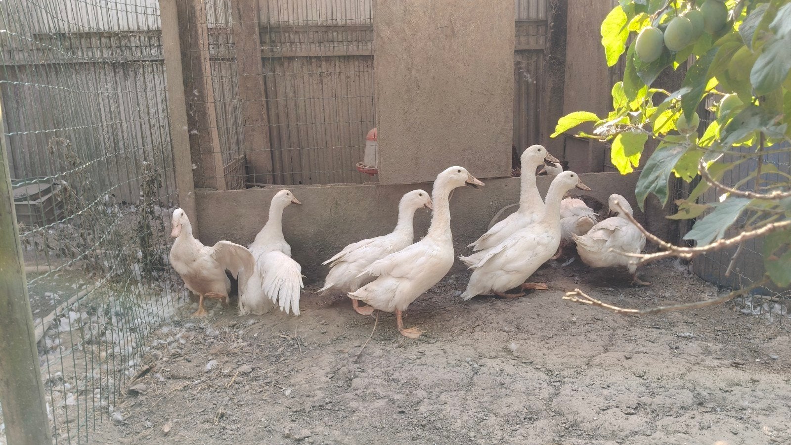 Merchtemse eend, Plusieurs animaux, Canard