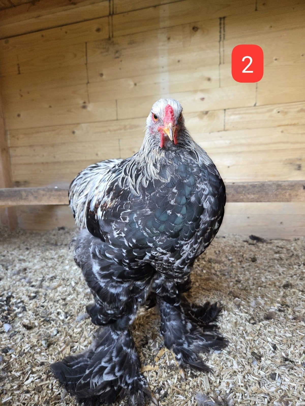 Jonge Brahma Hennen & Hanen, Dieren en Toebehoren