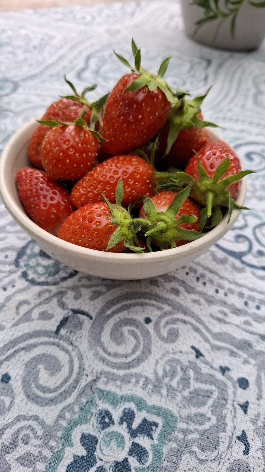 Aardbeienplanten ('mamie'), Tuin en Terras, Planten | Fruitbomen, Ophalen