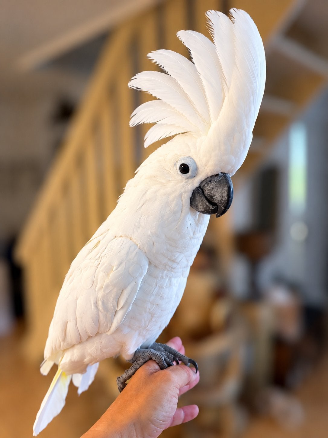 Super tamme lieve alba witkuif kaketoe 2025, Dieren en Toebehoren, Mannelijk, Pratend