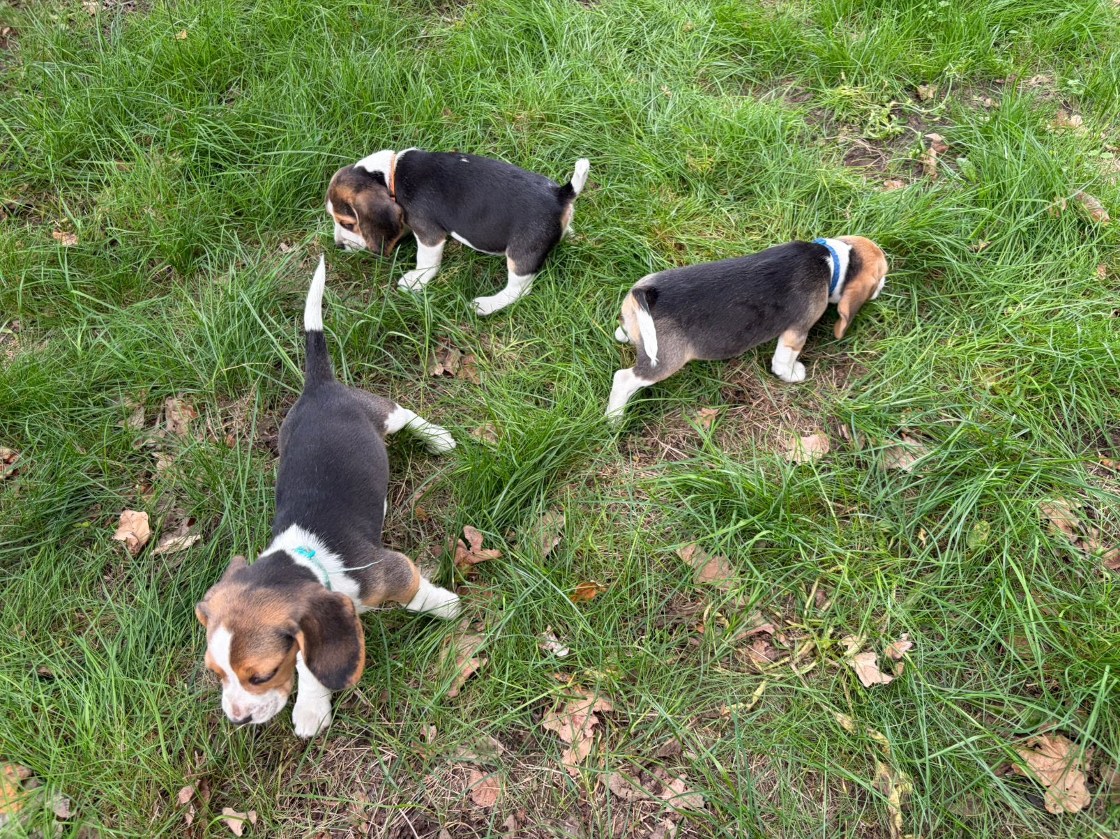 Lieve, speelse Beagle pups, Dieren en Toebehoren, België, Beagle, 8 tot 15 weken, Meerdere