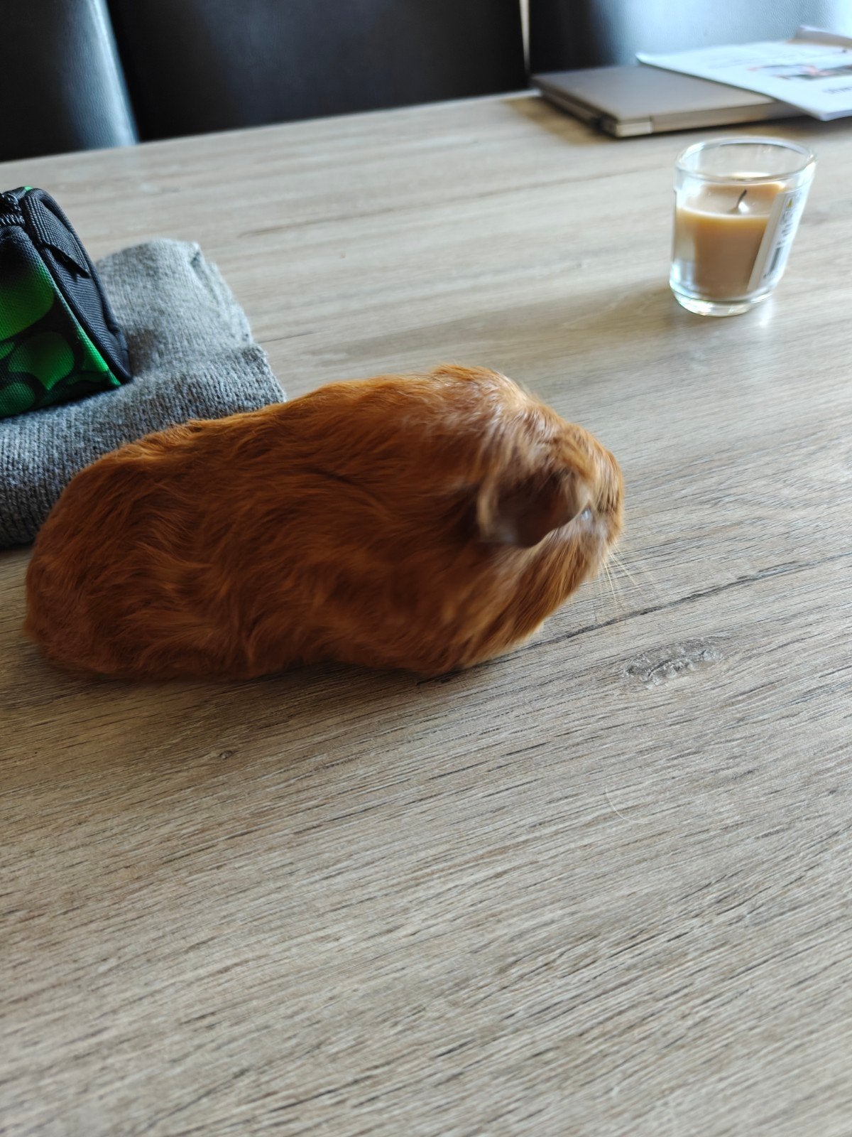 Zeug cavia geboren 4 oktober 2026, Dieren en Toebehoren, Oktober, Vrouwelijk, Cavia