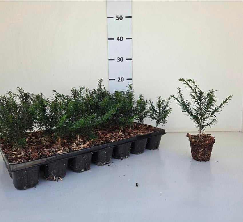 Taxus baccata | Venijnboom |Haagplant | Verzending!, Ophalen of Verzenden