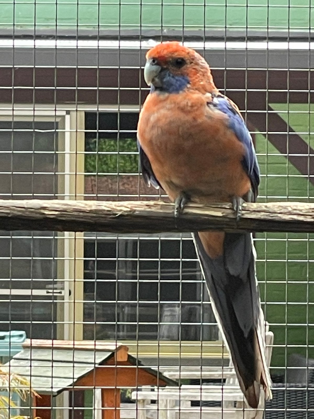 Pennant rosella parkieten, Dieren en Toebehoren