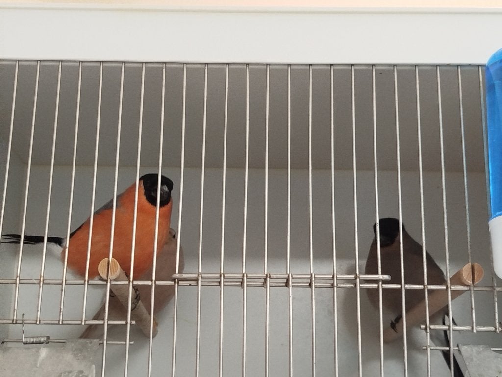 Goudvinken, Dieren en Toebehoren
