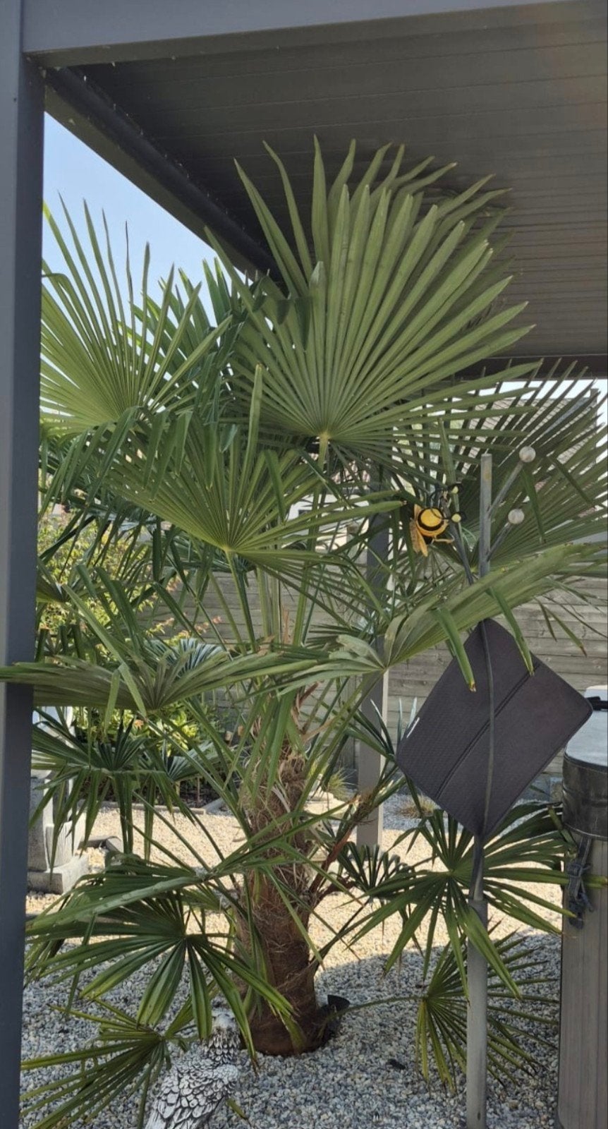 palmboom, Tuin en Terras, Ophalen, Volle zon, Palmboom, 100 tot 250 cm