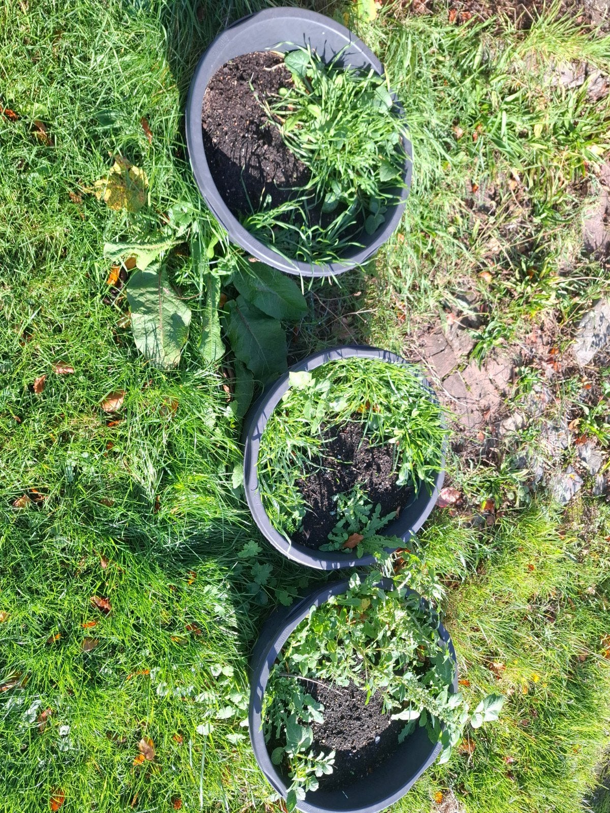 3x specikuip met makkelijke moestuin grond!, Ophalen