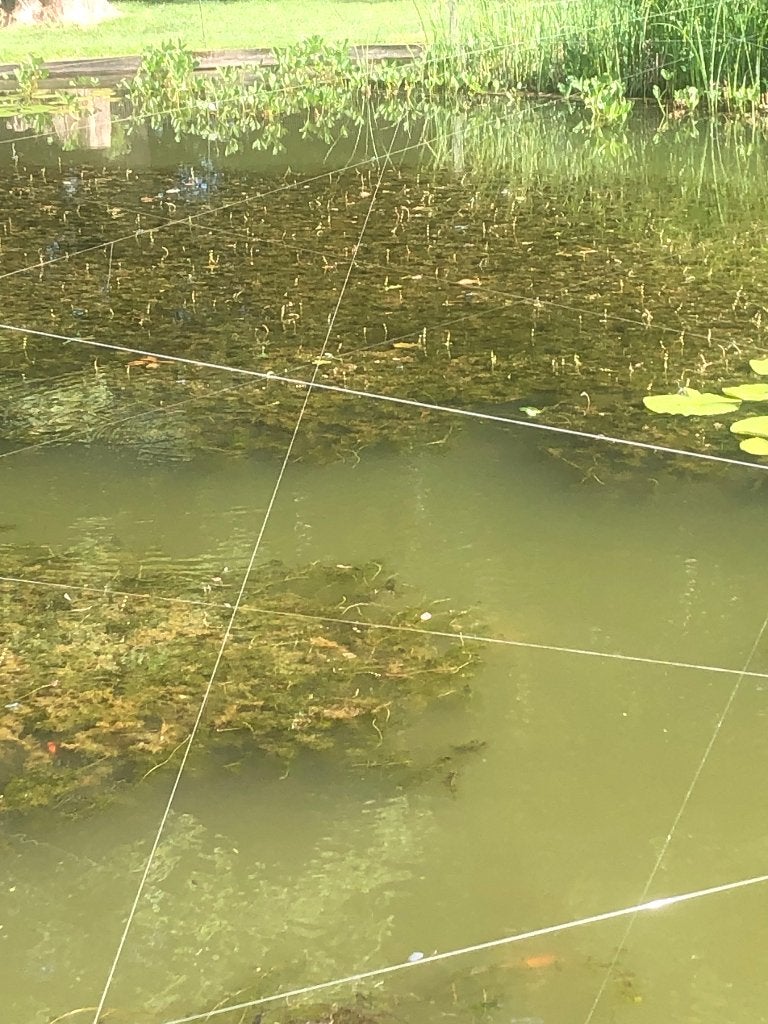 Zuurstofplanten 5 emmers voor 20 eur, Tuin en Terras, Ophalen, Zo goed als nieuw