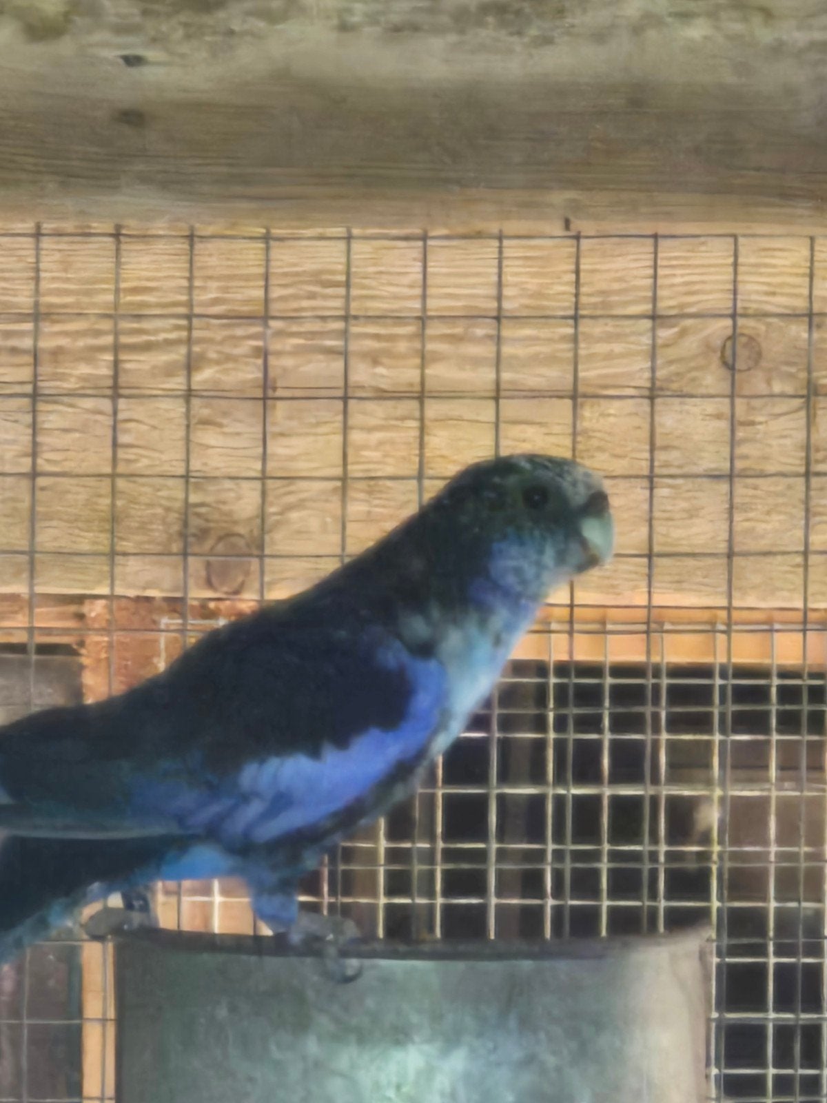 rosella's, Dieren en Toebehoren, Vogels | Parkieten en Papegaaien