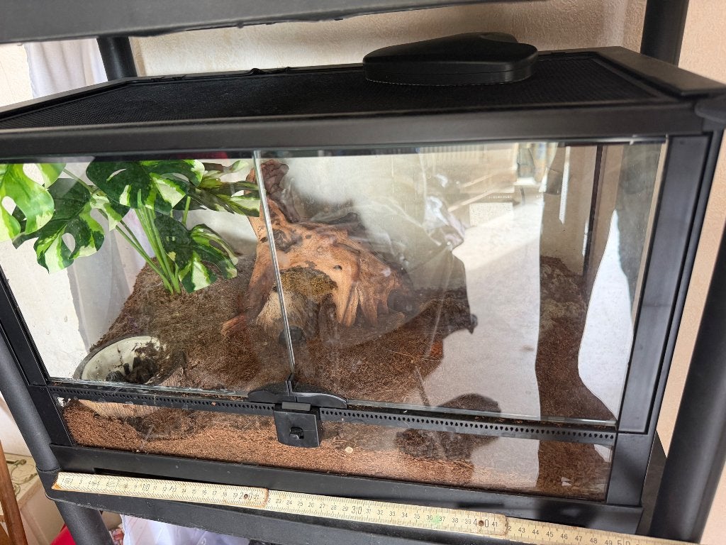 Terrarium, Enlèvement, Comme neuf, Terrarium ou Paludarium