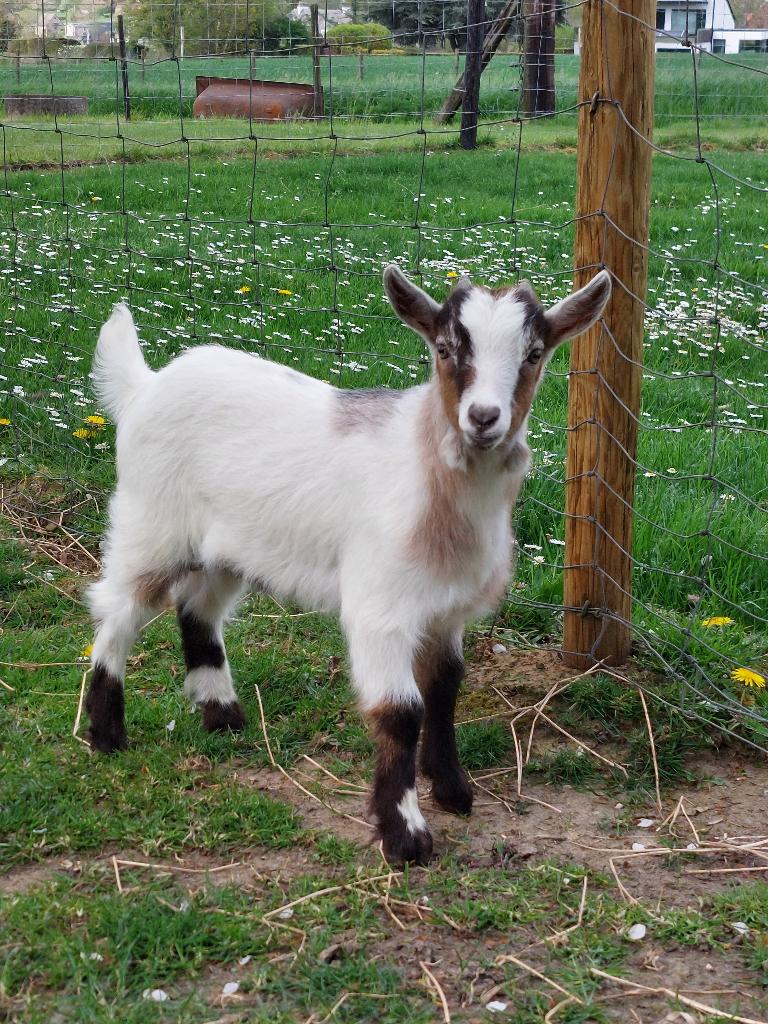 Dwerggeit bokjes, Dieren en Toebehoren, Schapen, Geiten en Varkens, Meerdere dieren, Geit, 0 tot 2 jaar