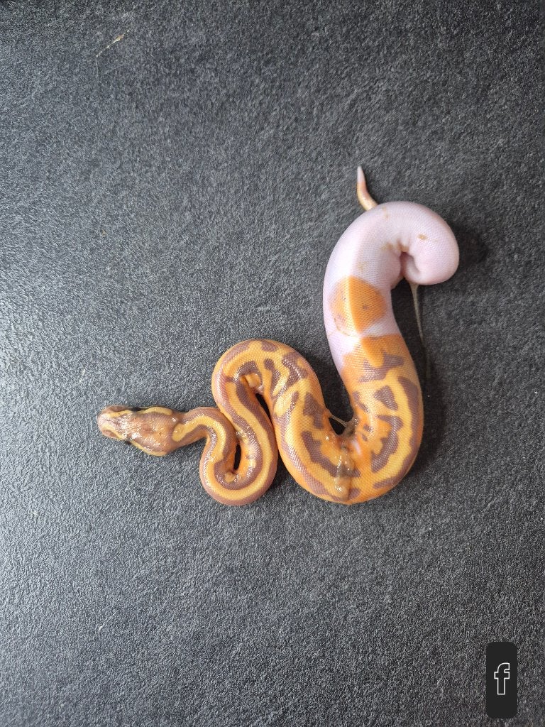 Python regius, Animaux & Accessoires, Serpent, 0 à 2 ans
