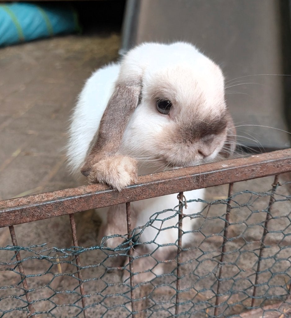Lieve minilop ram, Mâle, Nain, Oreilles tombantes, 0 à 2 ans