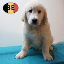 Golden Retriever, schattige pups te koop (Belgisch), Dieren en Toebehoren, België, Handelaar, 8 tot 15 weken, Meerdere