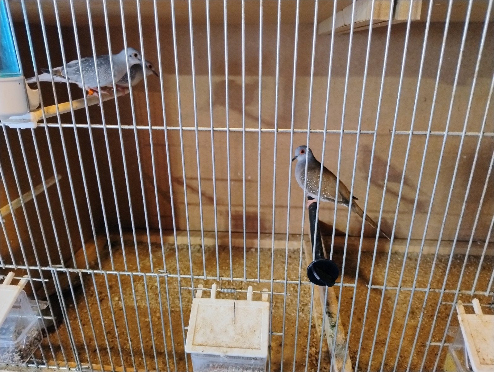 diamandduifjes, Dieren en Toebehoren, Vogels | Overige Vogels, Geslacht onbekend
