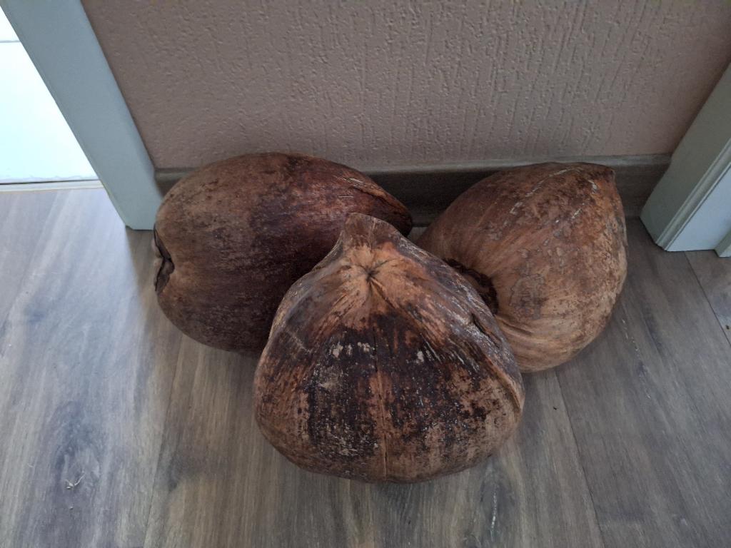 3 palmvruchten decoratie, Huis en Inrichting, Ophalen, Nieuw, Overige kleuren, Minder dan 50 cm