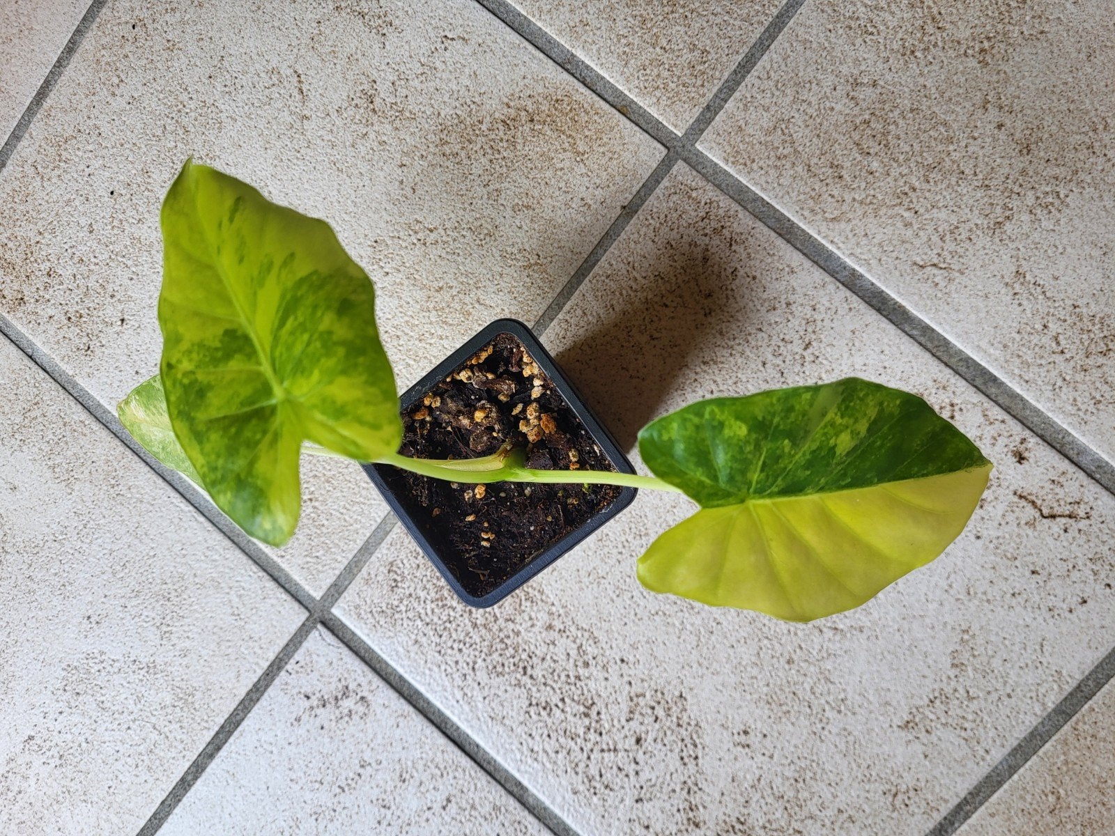 Alocasia odora California aurea ( gageana aurea ), Overige soorten, In pot, Groene kamerplant, Halfschaduw