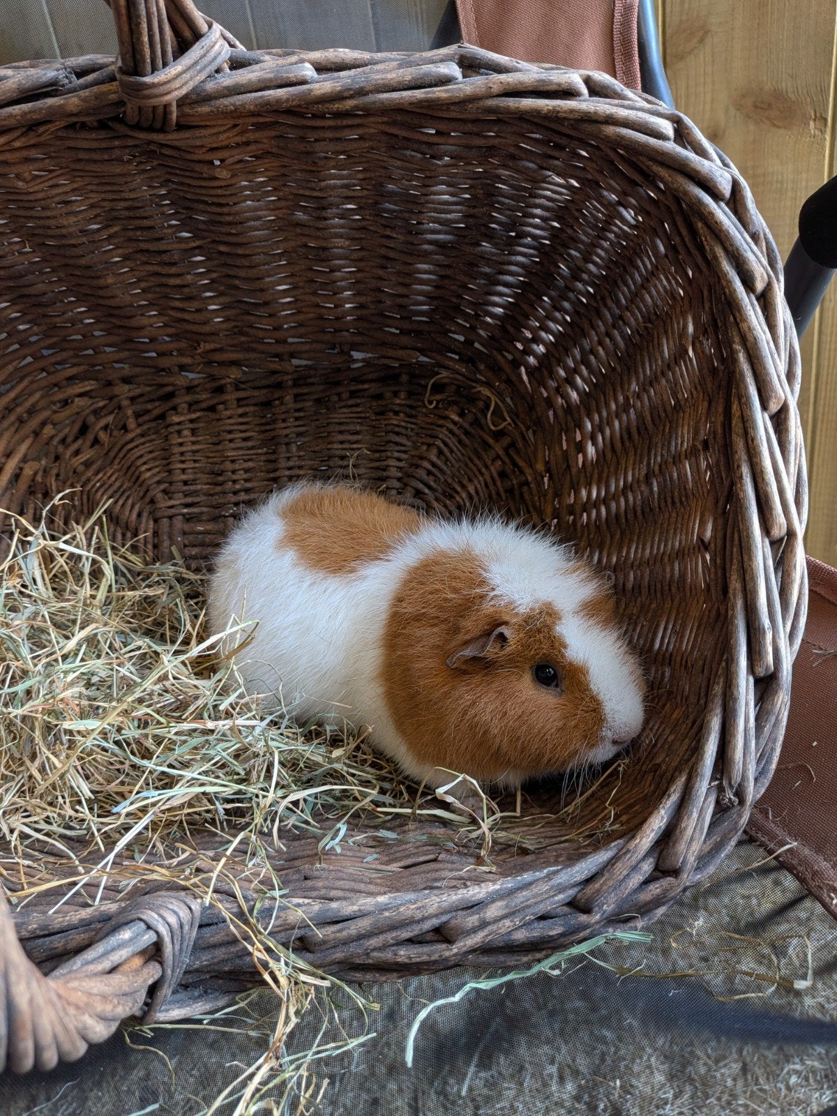 us teddys 2 zeugen 1 beertje, Maart, Meerdere dieren, Cavia