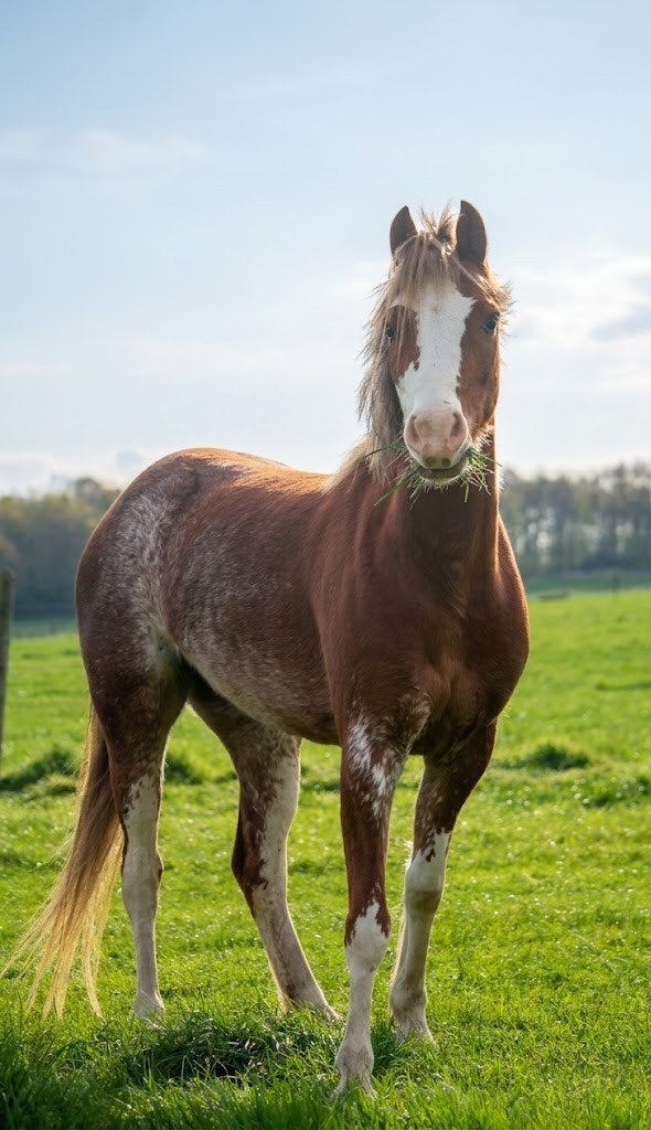 Unieke sabino vos merrie, Dieren en Toebehoren, Merrie, B pony (1.17m tot 1.27m), Gechipt, 3 tot 6 jaar