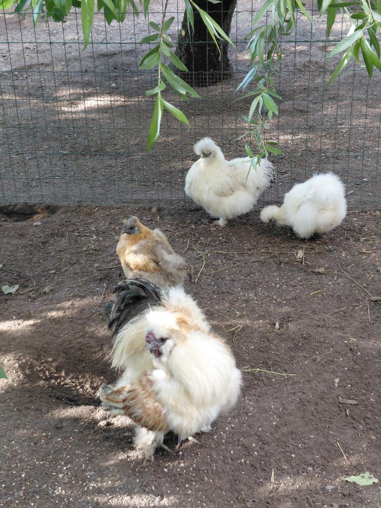Kippen Haan, Dieren en Toebehoren, Meerdere dieren, Kip