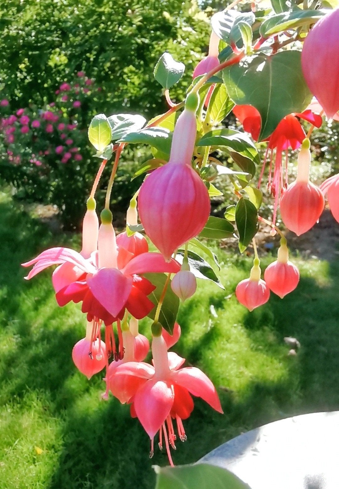 Prachtige Fuchsia op stam (omgekeerd bellenplant), Ophalen