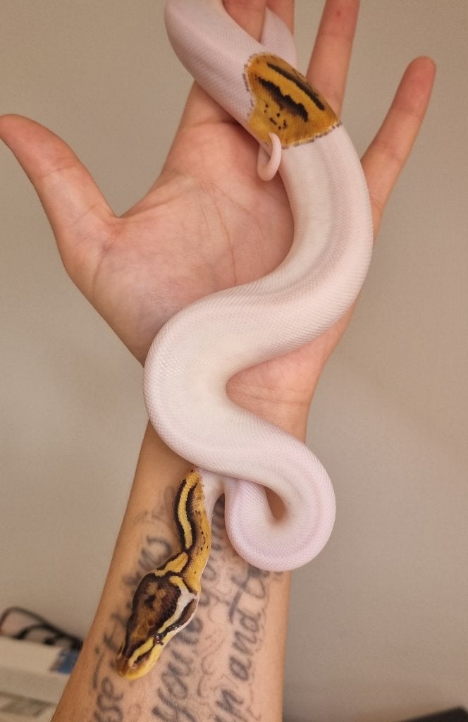 0.1 special enchi pastel piebald koningspython Ball Python photo 2