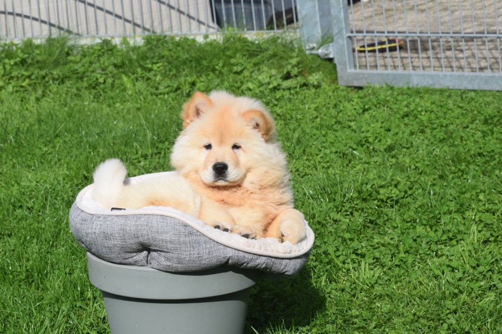 Nouveau nid pour chiots Chow-chow, 15 semaines à 1 an, Plusieurs animaux, Éleveur | Professionnel, Plusieurs