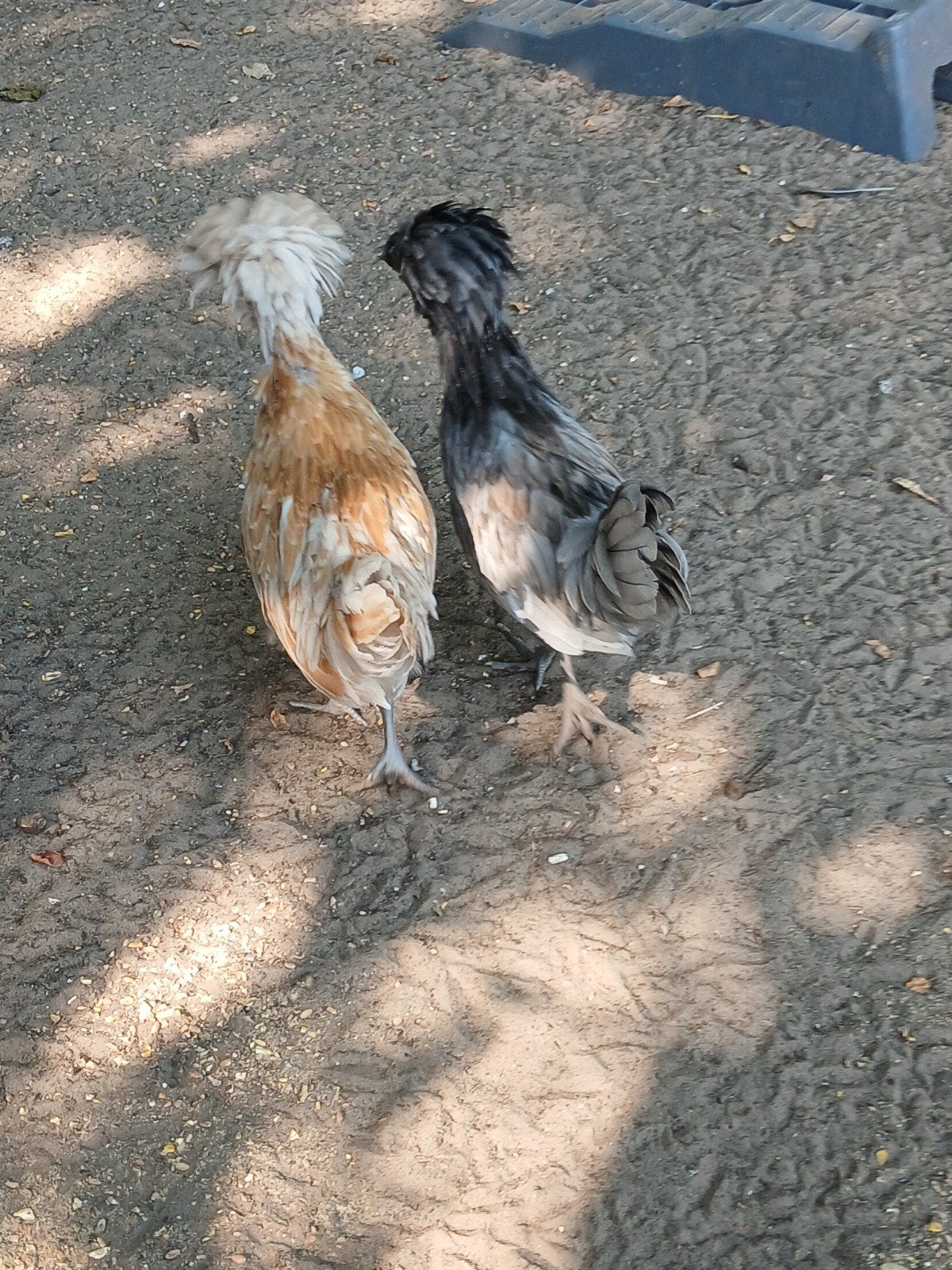 Paduas, Dieren en Toebehoren, Pluimvee