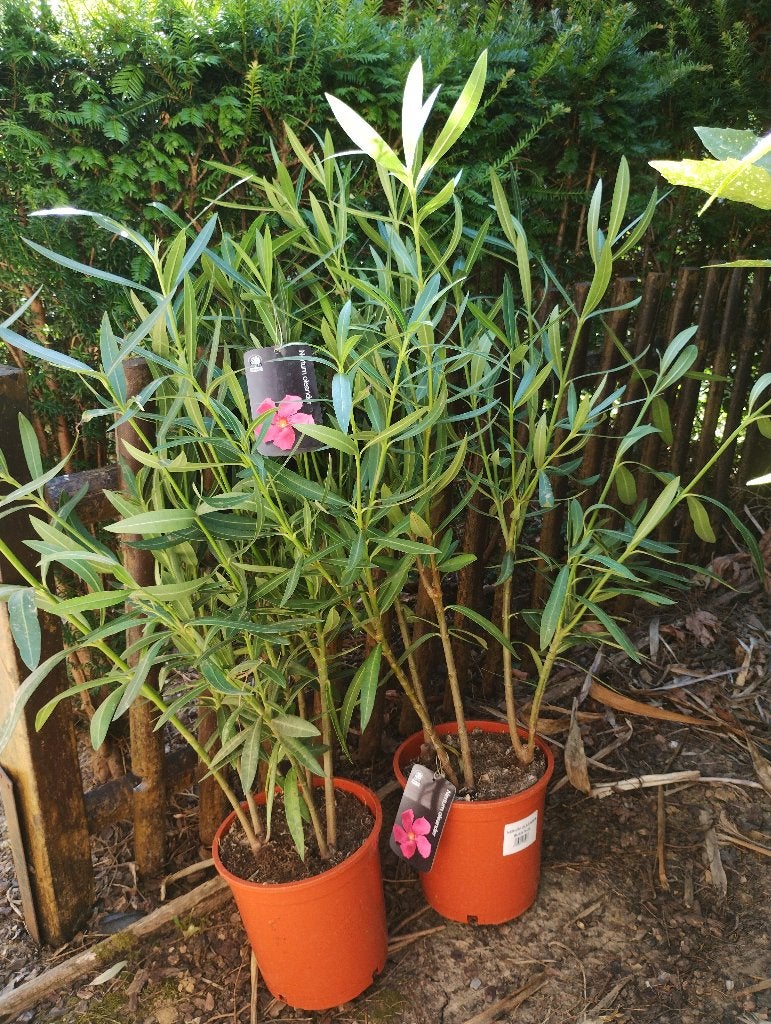Nerium Oleander, Ophalen, Overige soorten, Struik