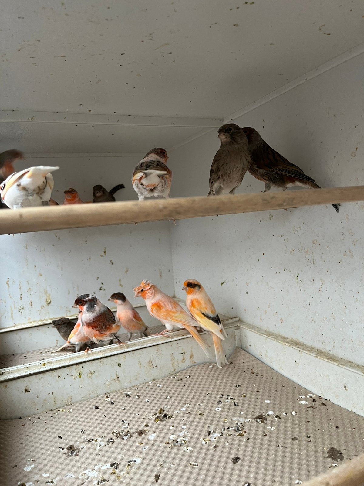 Kanaries roodmozaiek en harlekijnen, Plusieurs animaux, Canari de couleur