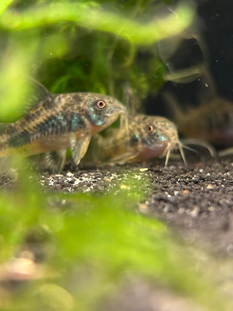 Verschillende vissen te koop, Vis, Zoetwatervis, Schoolvis