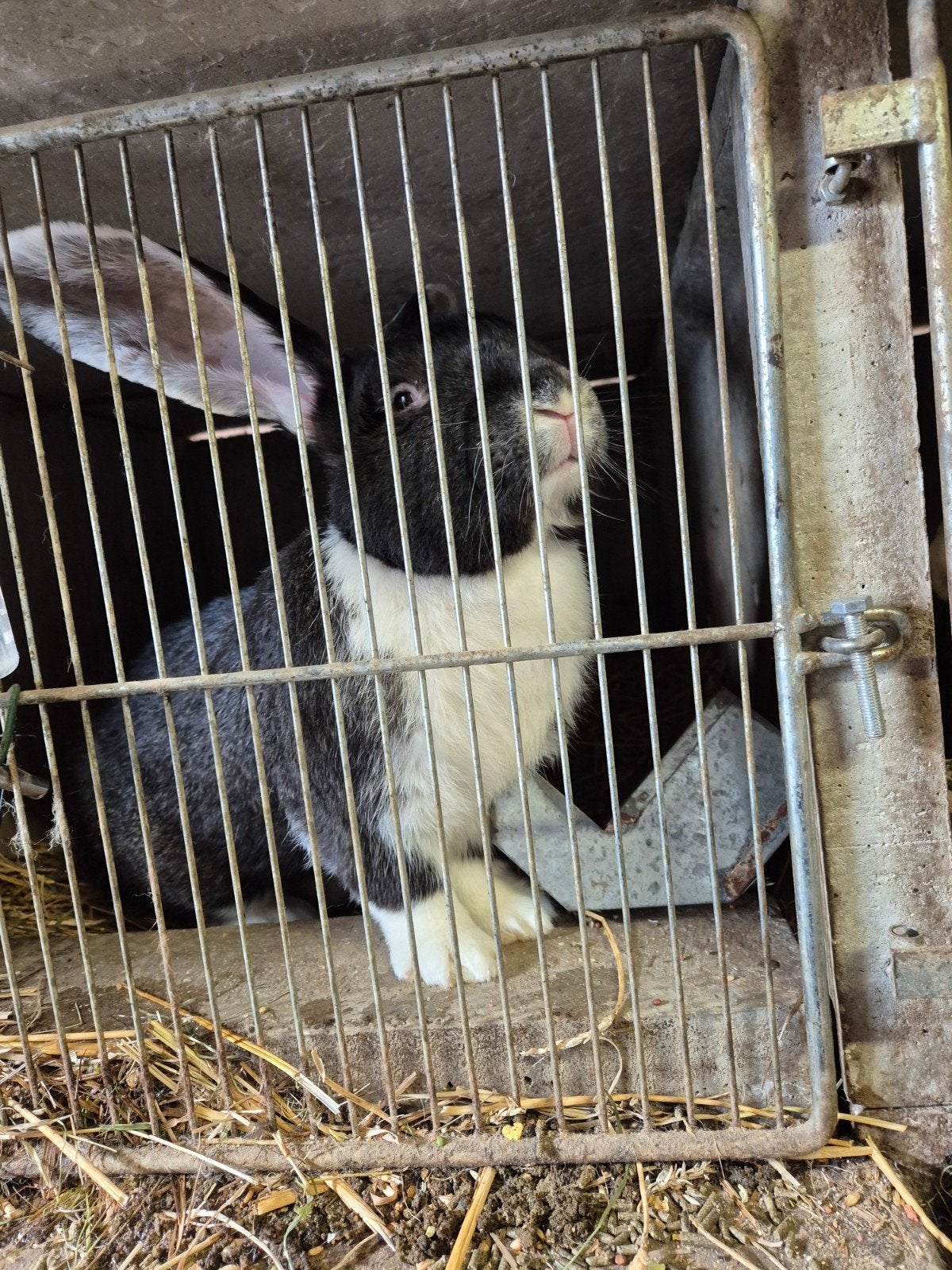 Papapapillon noir et geant almand bie colore blanc et noire, Vrouwelijk, Groot, 0 tot 2 jaar