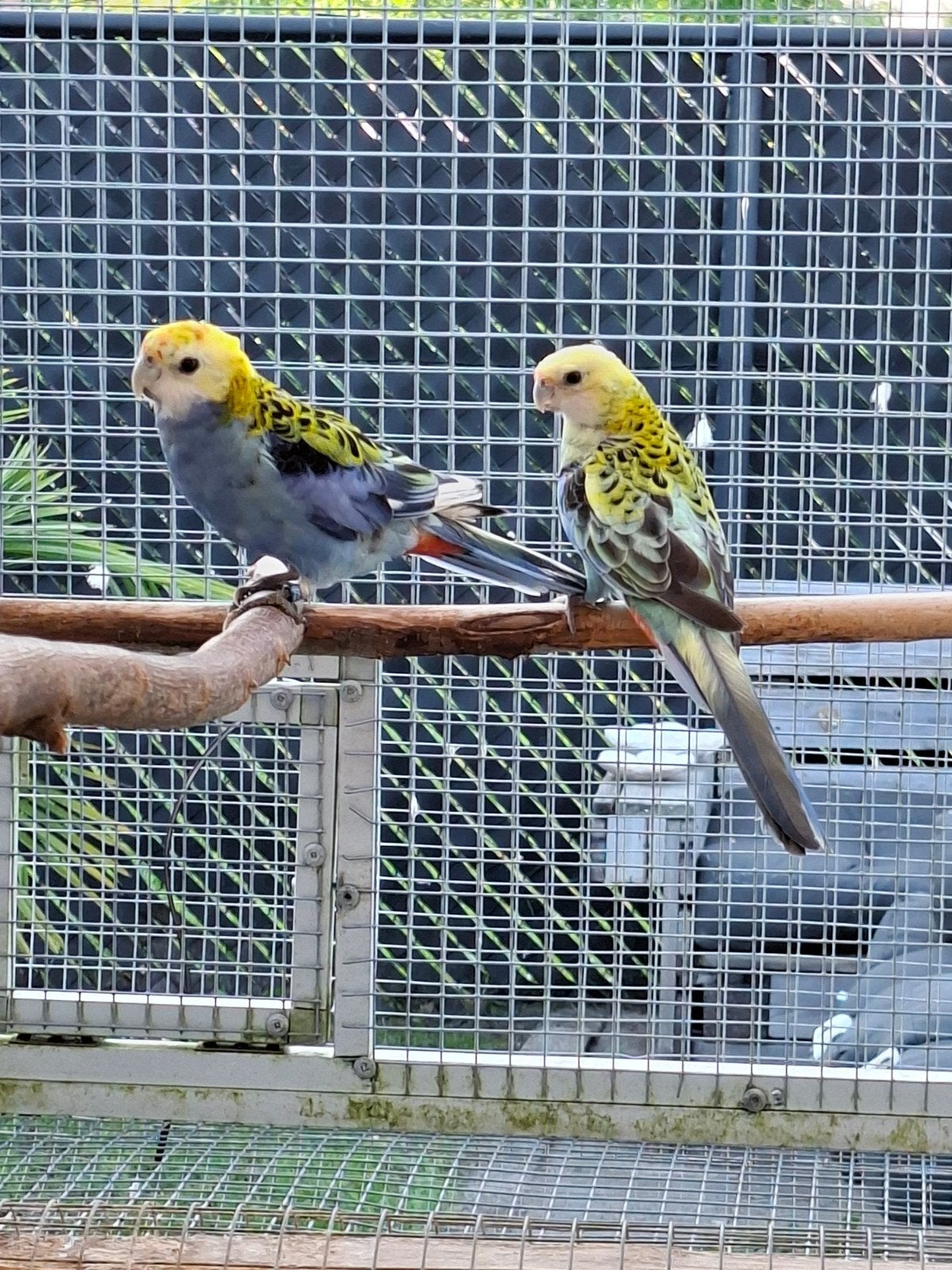 Koppel witvleugel bleekkop