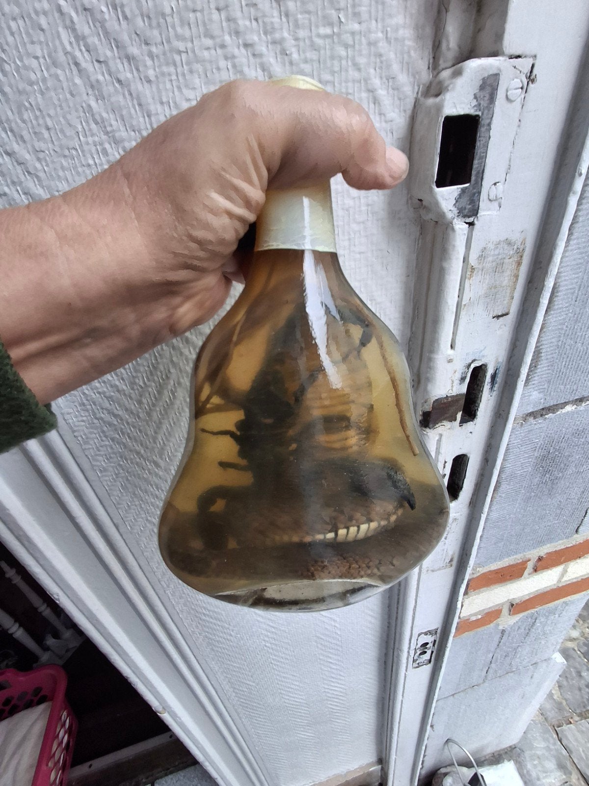 Bouteille (d’alcool) insolite avec scorpion et serpent., Enlèvement