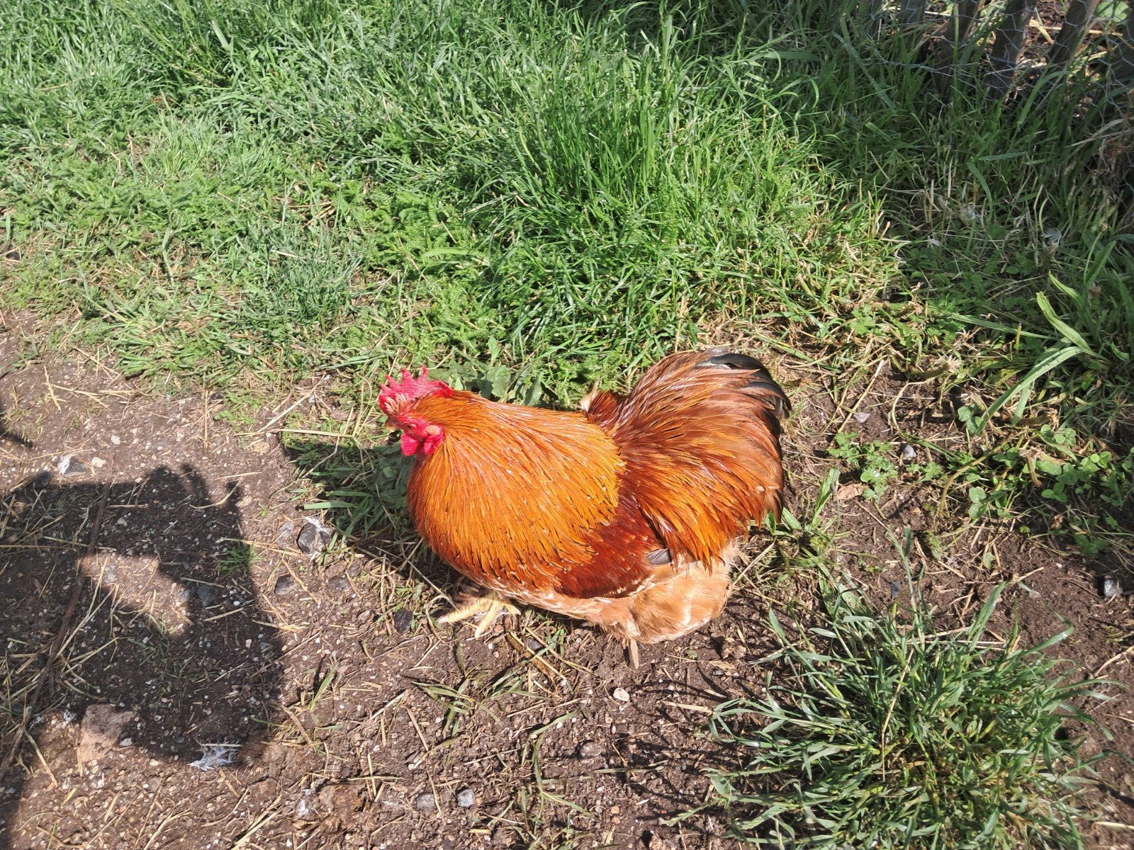 Twee Volwassen cochin kriel hanen te koop!!, Dieren en Toebehoren, Pluimvee