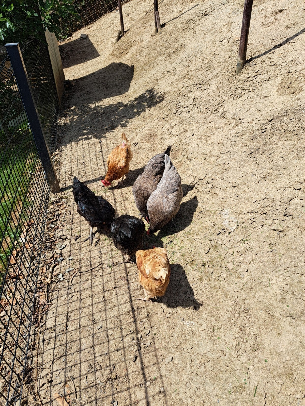 Poules pondeuses, Enlèvement
