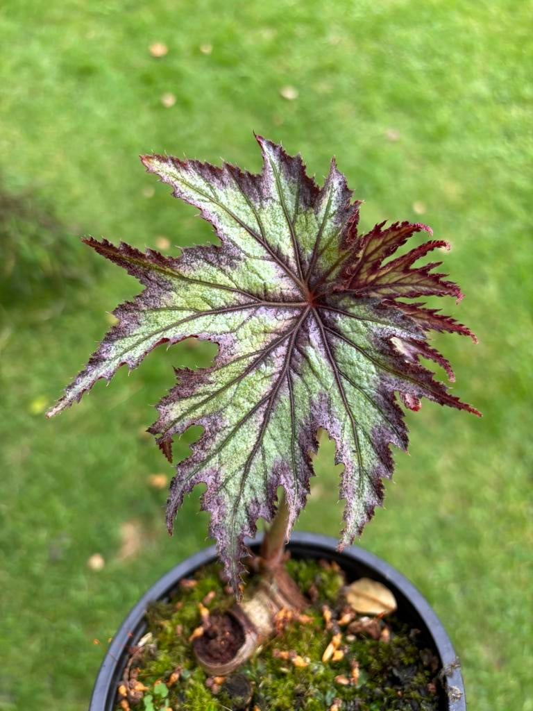 Begonia connee boswell, Tuin en Terras, Vaste plant, Halfschaduw, Zomer, Ophalen