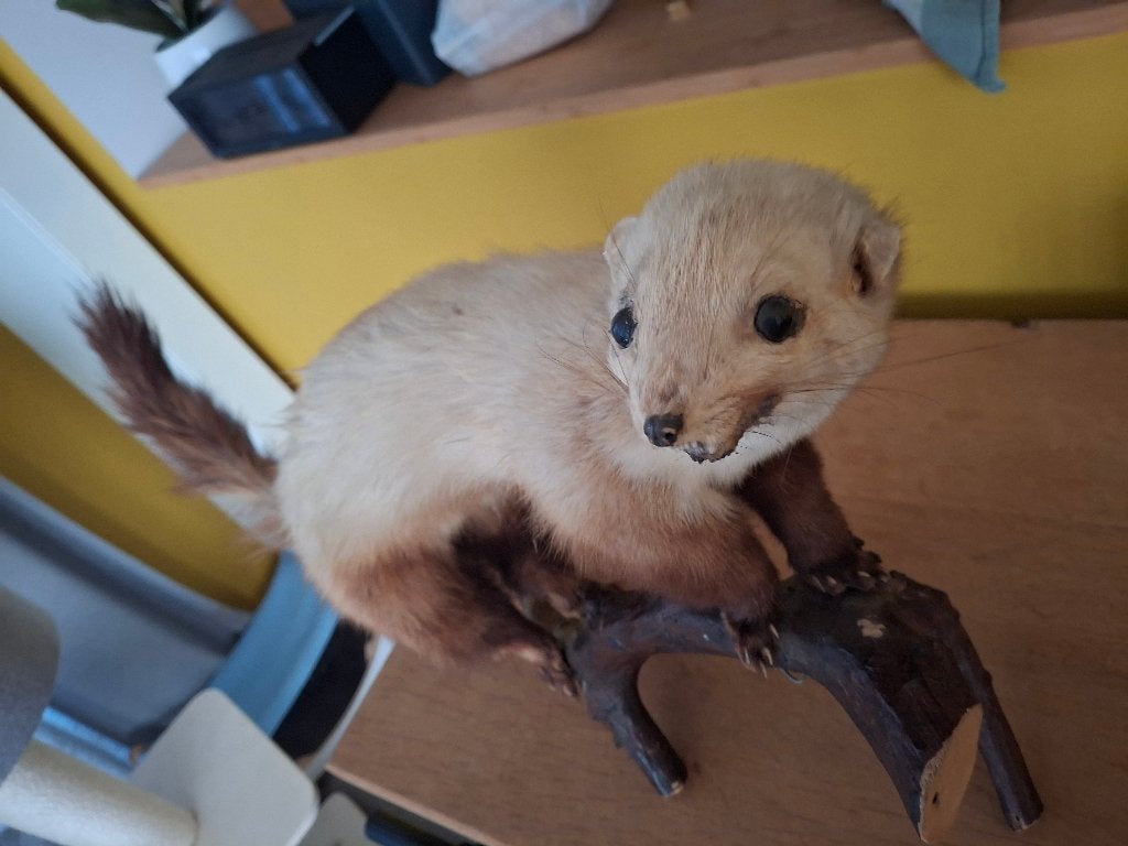 Opgezette steenmarter (taxidermie), Ophalen, Gebruikt, Wild dier, Opgezet dier