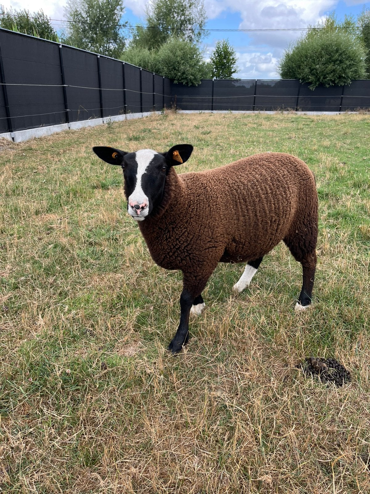 Zwartbles ooilam, Animaux & Accessoires, Moutons, Chèvres & Cochons, Femelle, Mouton, 0 à 2 ans