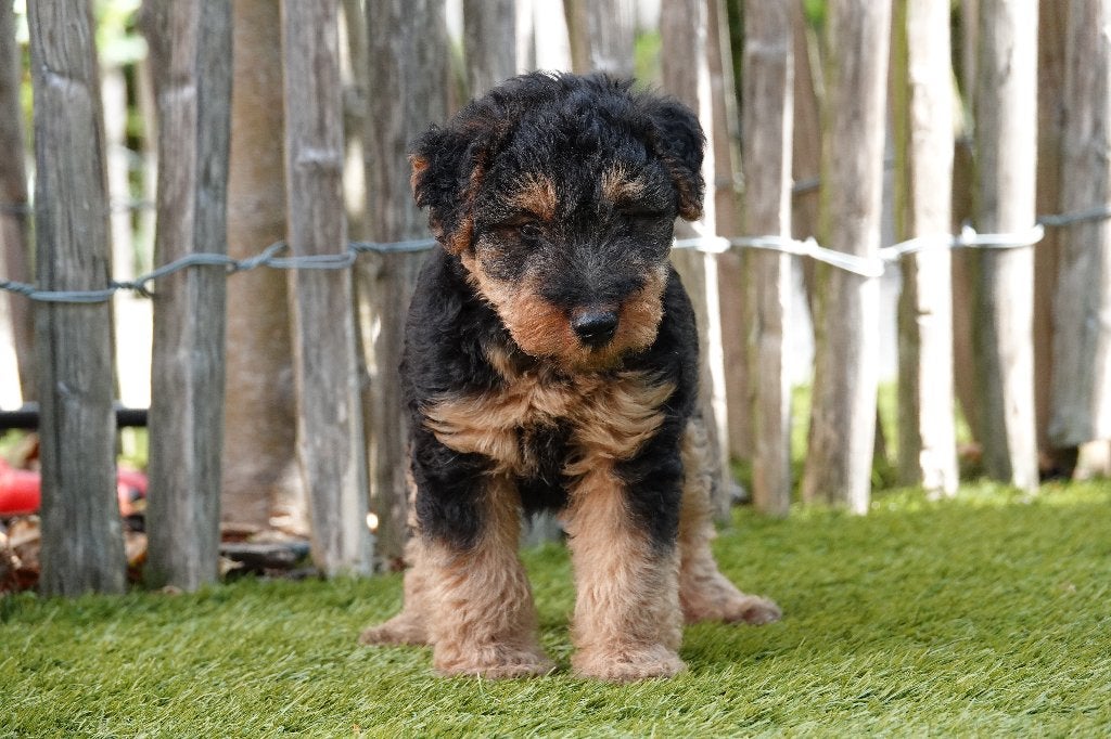 Prachtige Welsh Terriër pups, met stamboom, Dieren en Toebehoren, België, Overige rassen, CDV (hondenziekte), 8 tot 15 weken
