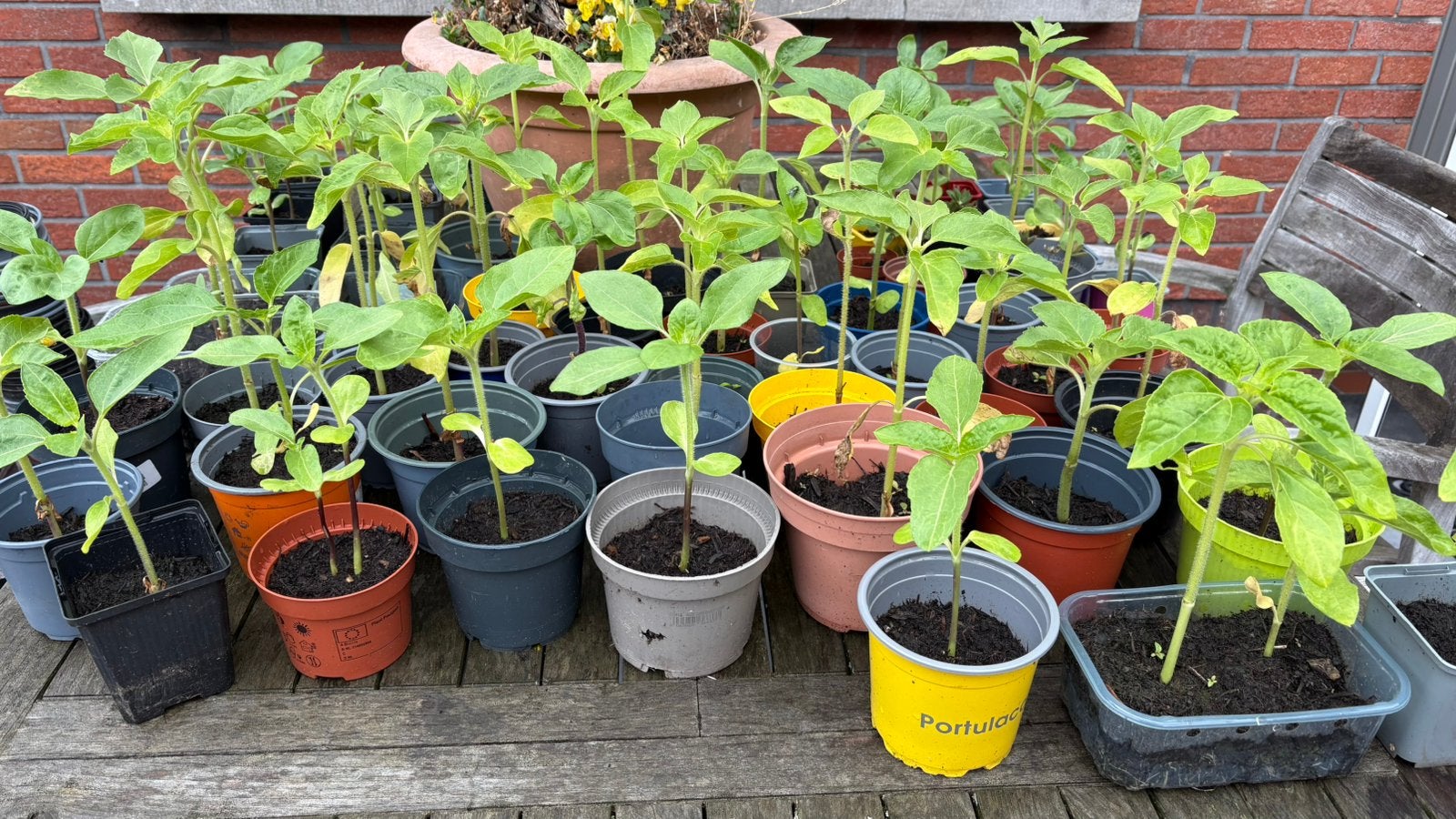 Zonnebloem plantjes, Jardin & Terrasse, Plantes | Jardin, Enlèvement