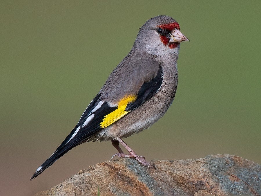 gevraagd grijskop putter pop, Dieren en Toebehoren, Vogels | Overige Vogels, Vrouwelijk, Wildzangvogel, Tam